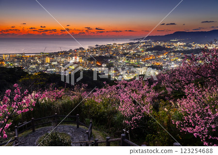 沖繩縣名護市名護城公園的櫻花園中早開的琉球冬櫻花與名護灣的夕陽與城市夜景 123254688