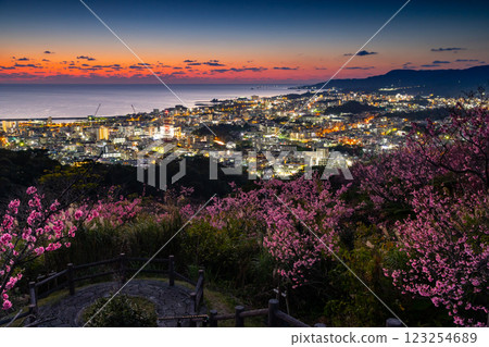 Early-blooming Ryukyu winter cherry blossoms at Sakura Garden in Nago Castle Park, Nago City, Okinawa Prefecture, and the sunset over Nago Bay over the city night view 123254689