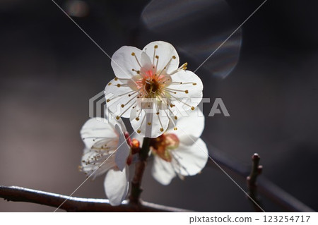 白梅花 白梅花 123254717