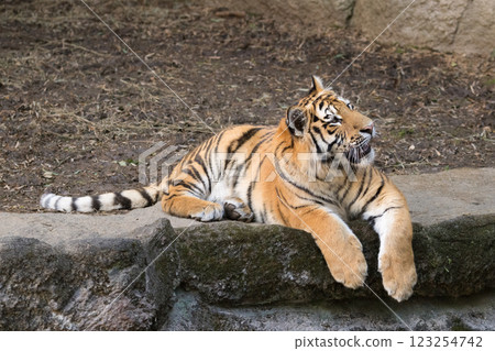 Tiger cub looking up 123254742