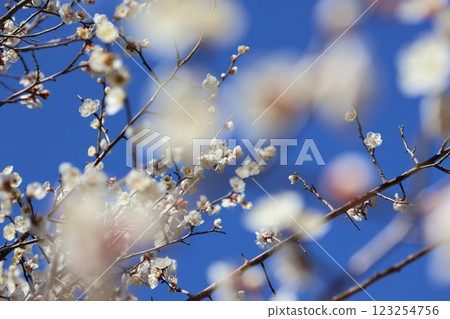 White plum shining in the blue sky White plum shining in the blue sky 123254756