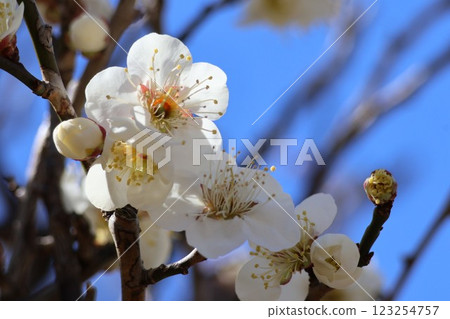 white plum blossom white plum blossom 123254757