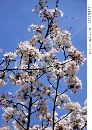 閃耀在藍天的櫻花 閃耀在藍天的櫻花 123254764