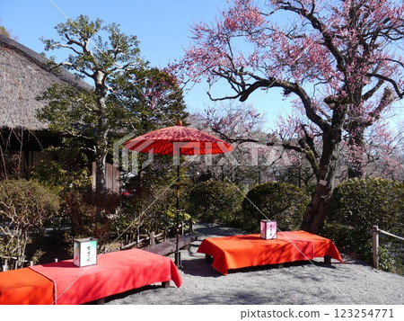 Mogusaen (Plum season) 123254771