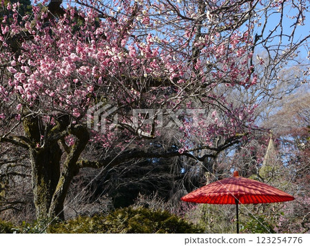 Mogusaen (Plum season) Mogusaen (Plum season) 123254776