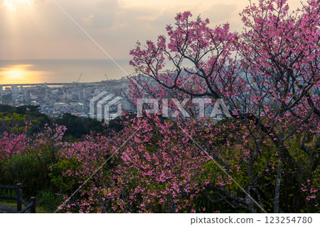 Early-blooming Ryukyu winter cherry blossoms at Sakura Garden in Nago Castle Park, Nago City, Okinawa Prefecture, and the view of the city and Nago Bay at dusk Early-blooming Ryukyu winter cherry blossoms at Sakura Garden in Nago Castle Park, Nago City, Okinawa Prefecture, and the view of the city and Nago Bay at dusk 123254780