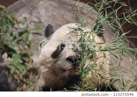 Panda eating bamboo leaves Panda eating bamboo leaves 123255046