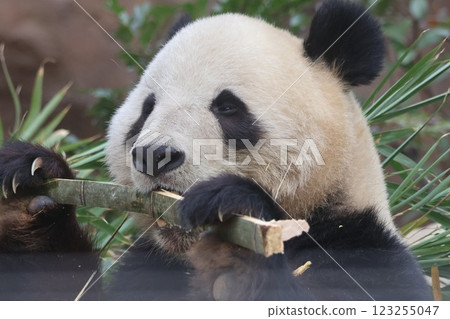 熊貓要吃竹草 123255047
