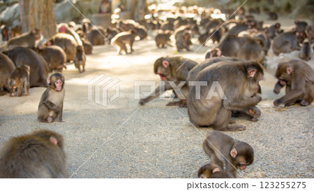 高山山猴 123255275