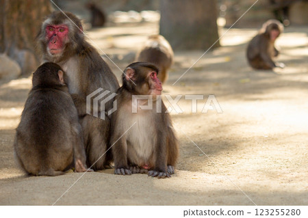 Takasakiyama monkey Takasakiyama monkey 123255280