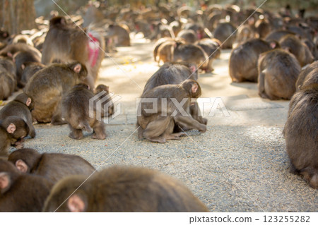 Takasakiyama monkey Takasakiyama monkey 123255282