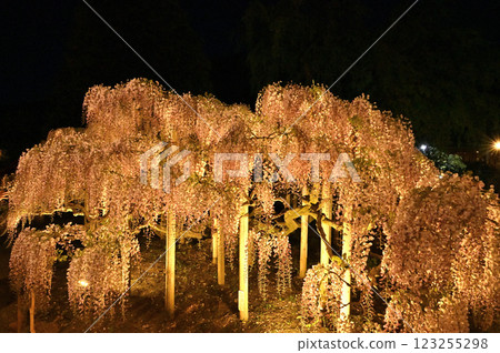 夜晚閃耀的紫藤樹 123255298