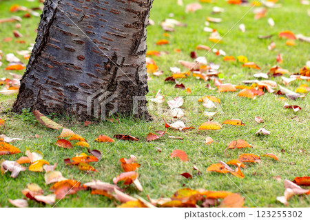 Autumn leaves fallen leaves Autumn leaves fallen leaves 123255302