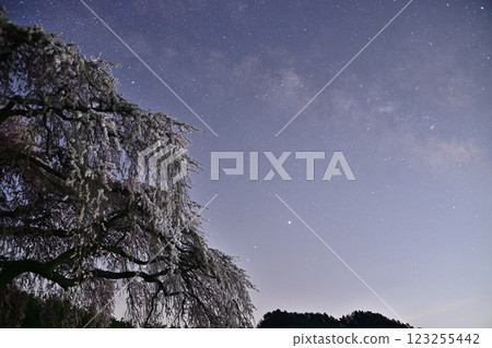 Weeping cherry blossoms in full bloom and a starry sky 123255442