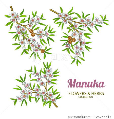 Manuka Branch Colored Detailed Illustration 123255517