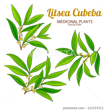 Litsea Cubeba Branches Colored Illustration 123255521