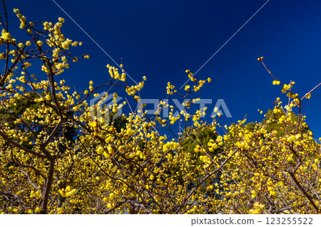 埼玉縣所澤市所澤航空紀念公園蠟梅園的明黃色蠟梅和藍天 埼玉縣所澤市所澤航空紀念公園蠟梅園的明黃色蠟梅和藍天 123255522