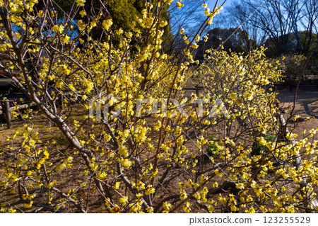埼玉縣所澤市所澤航空紀念公園蠟梅園的明黃色蠟梅和藍天 埼玉縣所澤市所澤航空紀念公園蠟梅園的明黃色蠟梅和藍天 123255529