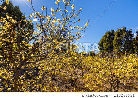 埼玉縣所澤市所澤航空紀念公園蠟梅園的明黃色蠟梅和藍天 123255531