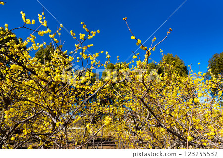 埼玉縣所澤市所澤航空紀念公園蠟梅園的明黃色蠟梅和藍天 埼玉縣所澤市所澤航空紀念公園蠟梅園的明黃色蠟梅和藍天 123255532