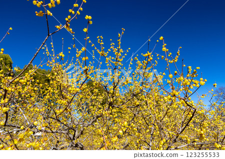 Tokorozawa City, Saitama Prefecture Tokorozawa Aviation Memorial Park Wintersweet Garden's bright yellow wintersweet and blue sky 123255533