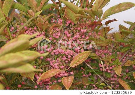 2024 年 11 月:彩色 Mayumi 水果 2024 年 11 月:彩色 Mayumi 水果 123255689