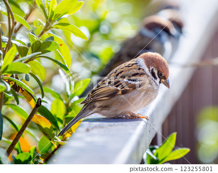 Sparrow that fits in the fence Sparrow that fits in the fence 123255801
