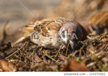 Sparrow walking on the ground Sparrow walking on the ground 123255802