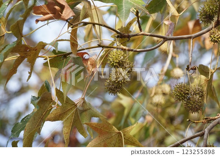 2024 年 11 月 - 楓樹果實 123255898