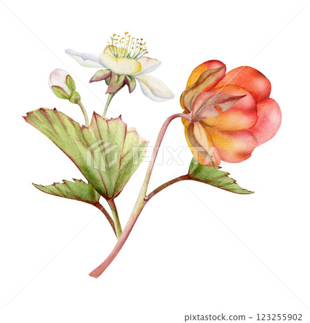 Cloudberry raspberry white flowers, hand drawn in watercolor, Scandinavian red ripe forest berry on stems. Boutonniere isolated botanical illustration. Restaurant, dessert cafe menu, farmers market 123255902