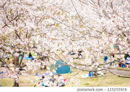 一排盛開的櫻花樹和花見 123255916