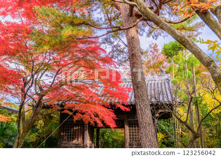 輪王寺深秋 123256042