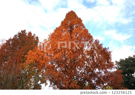 水杉雄花，2022 年 12 月 123256125