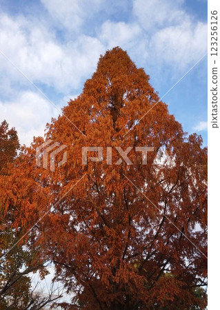 水杉雄花，2022 年 12 月 123256126