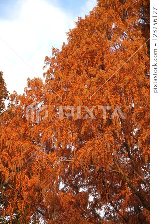 水杉雄花,2022 年 12 月 水杉雄花,2022 年 12 月 123256127