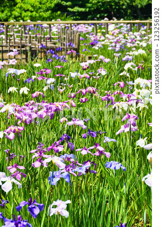 Beautiful irises at Hondo-ji Temple (Matsudo City, Chiba Prefecture) 123256192