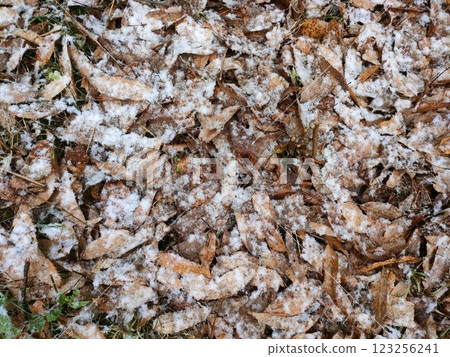 Photo of the first snow on the ground covered with fallen leaves Photo of the first snow on the ground covered with fallen leaves 123256241