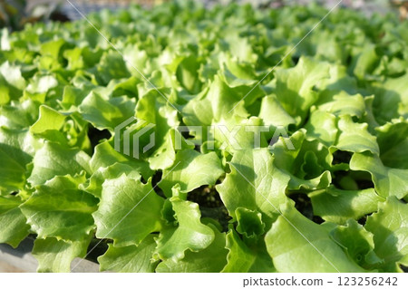 Lettuce seedlings before planting Lettuce seedlings before planting 123256242