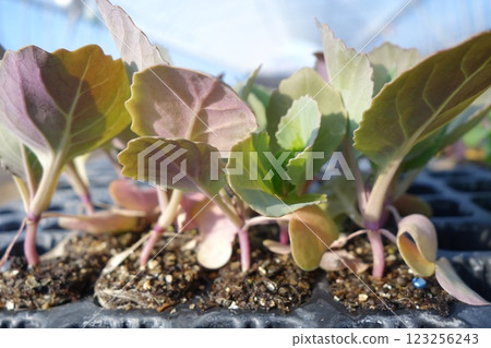 種植前的捲心菜幼苗 123256243