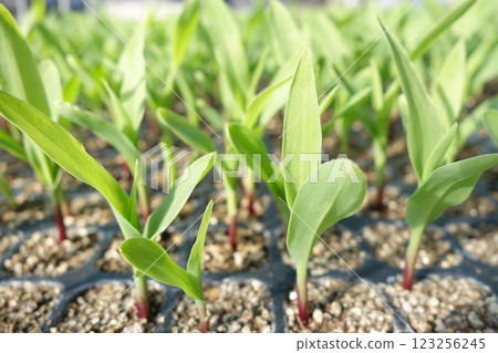 玉米幼苗種植前 123256245