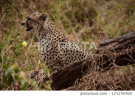 A cheetah calculates the distance to its prey A cheetah calculates the distance to its prey 123256408
