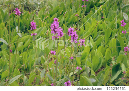 Betonica officinalis in meadow. Medicinal, edible, essential oil, tannin-bearing, dyeing, honey-bearing and ornamental plant. Cottage garden. 123256561