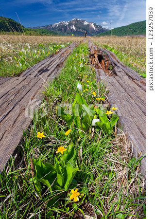 從尾瀨原眺望澀佛山，這裡盛開著臭菘和沼澤金盞花 123257039