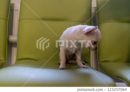 A chihuahua sits quietly, gazing at the floor between bright chairs. at an appointment at a veterinary clinic. 123257064