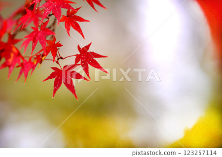 紅楓 紅楓 123257114