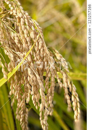 Rice field Rice field 123257166