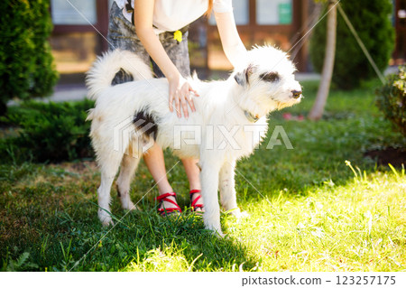An extremely fluffy young stray white dog with black patches is lounging on a summer green lawn An extremely fluffy young stray white dog with black patches is lounging on a summer green lawn 123257175