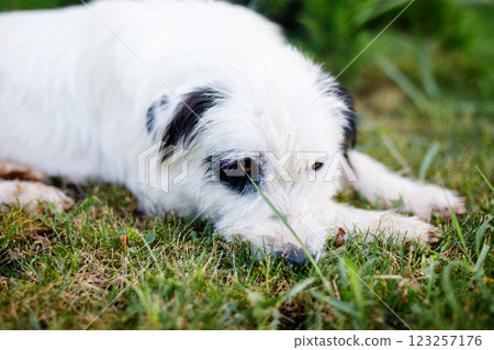 An extremely fluffy young stray white dog with black patches is lounging on a summer green lawn An extremely fluffy young stray white dog with black patches is lounging on a summer green lawn 123257176