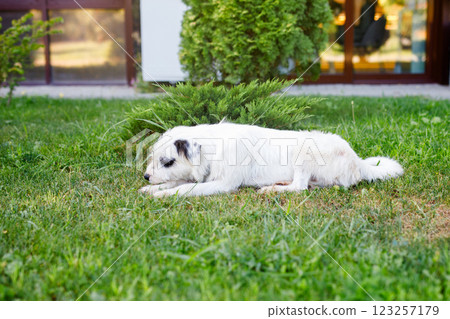 A homeless young fluffy white dog with black spots is resting on the green lawn in summer A homeless young fluffy white dog with black spots is resting on the green lawn in summer 123257179