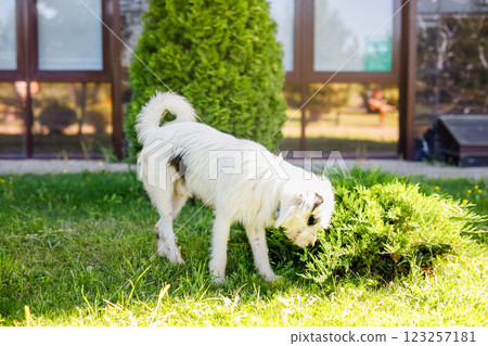 A very fluffy young homeless white dog with dark spots is napping on the lush green grass in the summer A very fluffy young homeless white dog with dark spots is napping on the lush green grass in the summer 123257181
